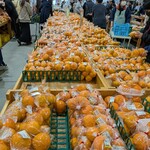 さいさいきて屋 - 柑橘　愛果28号（紅マドンナの品種）たくさん