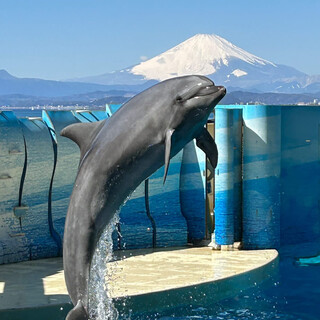 ☆新江の島水族館年パスご利用者10%OFF☆