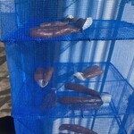 煮干しのビリー - 唐墨、天日干し中( っ¯ ³¯ )っ~ﾁｭｳ♡