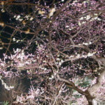 韻松亭 - 一番のご馳走はライトアップされた美しい梅。