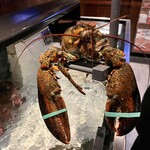 Red Lobster - 