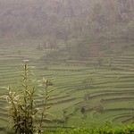 Mahagiri Panoramic Resort & Restaurant - なかなか立派な棚田です♪