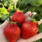 姫路ハートフル観光農園 - 