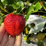 姫路ハートフル観光農園 - 