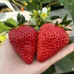 姫路ハートフル観光農園 - 