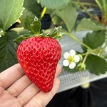 姫路ハートフル観光農園 - 