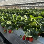 姫路ハートフル観光農園 - 