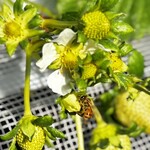 姫路ハートフル観光農園 - 