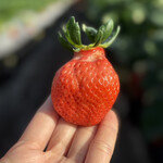 姫路ハートフル観光農園 - 