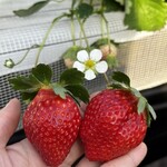 姫路ハートフル観光農園 - 