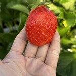 姫路ハートフル観光農園 - 