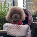 クッチーナ デル カンポ - この日のシェリ