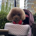 クッチーナ デル カンポ - 可愛いなぁw