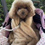 クッチーナ デル カンポ - うーん、やっぱり可愛いw