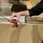 炉ノ鳥 - 伊勢海老は生きた状態を見せてくれました！