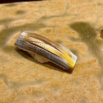 銀座 久兵衛 - 小肌