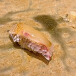 銀座 久兵衛 - 鯛