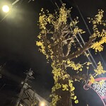 ブランジュリー パリの空の下 - 先週は紅葉してたのに、無残に刈られてましたね‥。