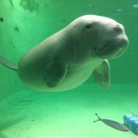 メインダイニング シーホース - 鳥羽水族館のジュゴン　愛らしい