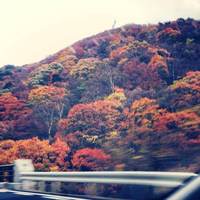 二幸園 - 紅葉