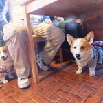 ムースヒルズバーガー - ワンコOK