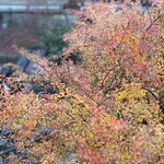 大仙公園 日本庭園 - 