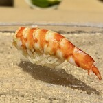 鮨　いの - 車海老