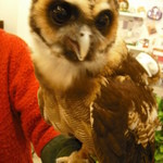 私の腕に乗る大型ふくろう　おーちゃん