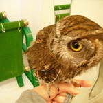 最初は小型のこの子から