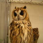 フクロウのみせ - 