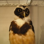 フクロウのみせ - 