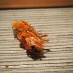 鮨 巳之七 - 車海老 頭（奄美大島）