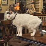 カフェ アルル - 