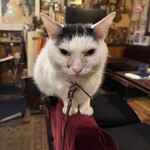 カフェ アルル - 