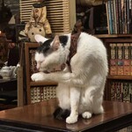 カフェ アルル - 