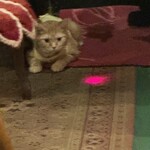 カフェ アルル - 