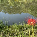 稲荷ずし 松むら - この時期は彼岸花