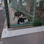 RAMEN MATSUI - この子たちは健康そうです。世話してる方がいらっしゃっるのでしょう。