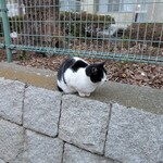 RAMEN MATSUI - ご飯を待ってるネコちゃん。