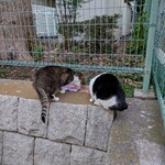 RAMEN MATSUI - うちの三匹も自分でエサやりをしてた時に保護しました。
