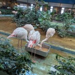 メヒコ 守谷フラミンゴ館 - 