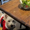 ラ ステラ - 