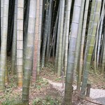 休耕庵 竹の庭の茶席 - 