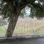 笛吹川温泉　坐忘 - コルクの木