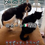 食堂 ロカーレ - 