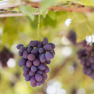 レストランぶどうの森 レ・トネル_0