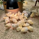 Moff animal cafe  - 料理写真:ひよこ