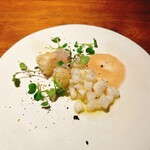 ブラチェリア カクタス - 