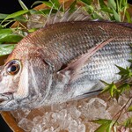 大和屋本店 - 料理写真:愛媛を代表する魚として親しまれる「真鯛」