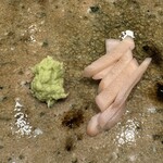 神田錦町 鮨たか晴 - 山葵&ガリ